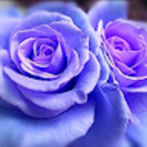 Meet your Posher, Rants about novels